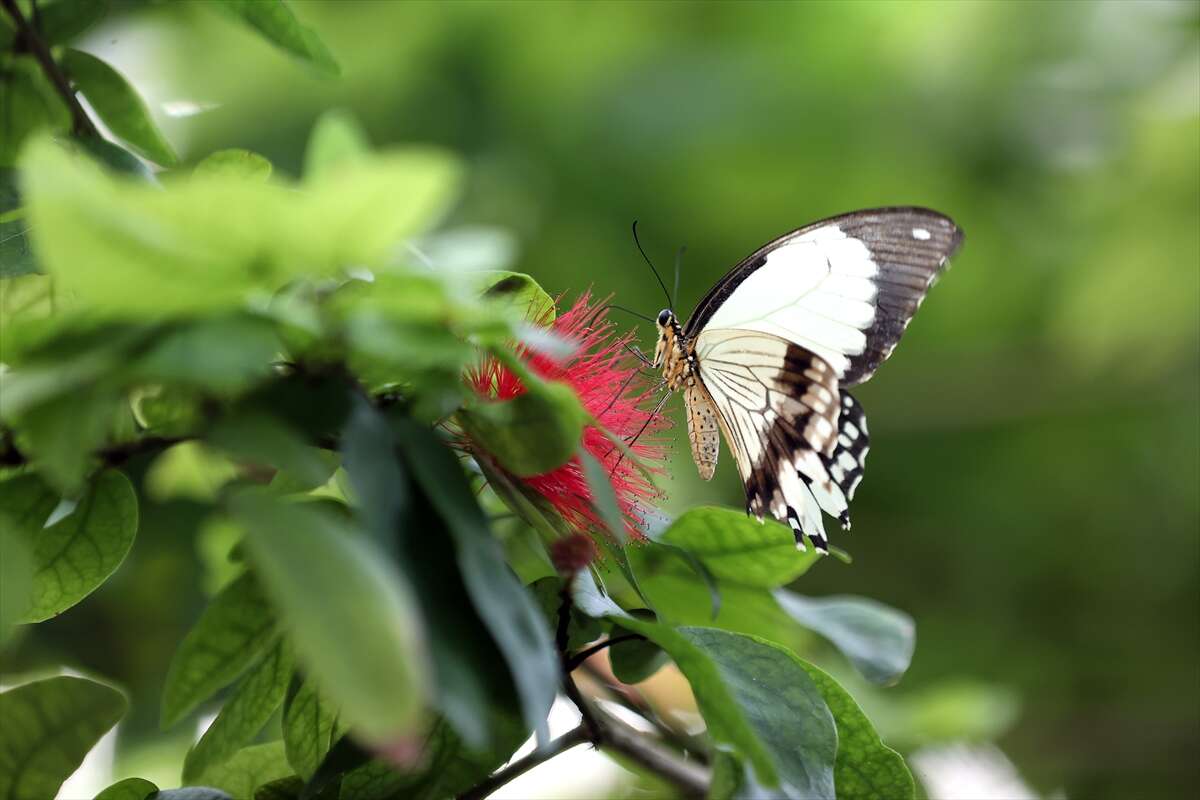 Şebi Arus için gelenler Konya’nın ünlü mekanında huzur bulacak 10